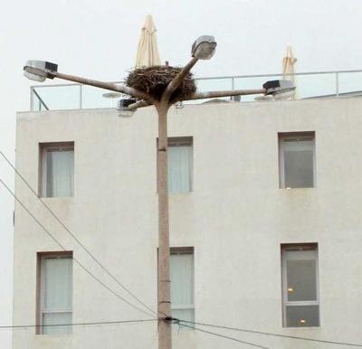 Urban Nest