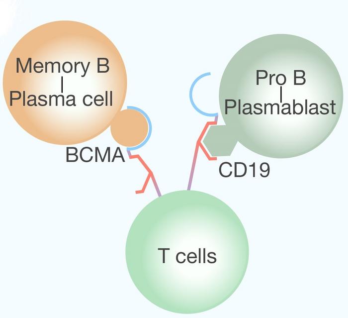 The design of bispecific CAR-T cells targeting both BCMA and CD19 for depleting B cells