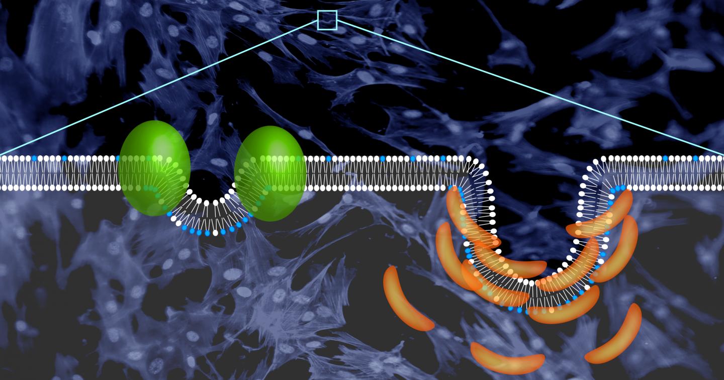 A Busy Cell Surface