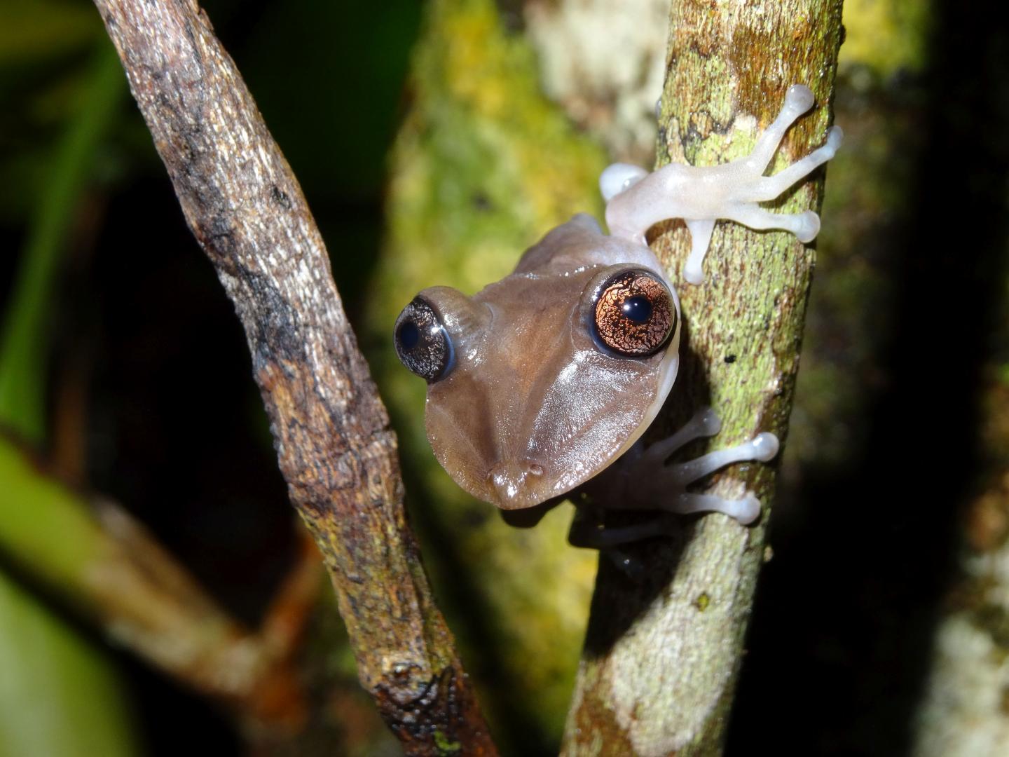 Not Too Big, not Too Small -- Tree Frogs Choose Pools that Are Just Right