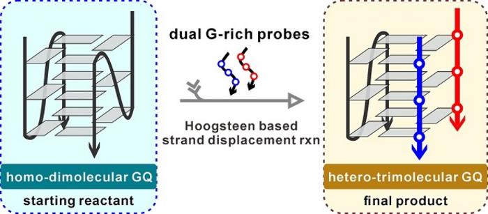 Scientists Discover the Reassembly of Parallel Trimolecular G-quadruplex via Novel Hoogsteen Strand Displacement Reaction