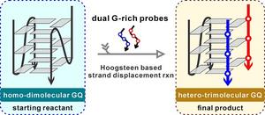 Scientists Discover the Reassembly of Parallel Trimolecular G-quadruplex via Novel Hoogsteen Strand Displacement Reaction