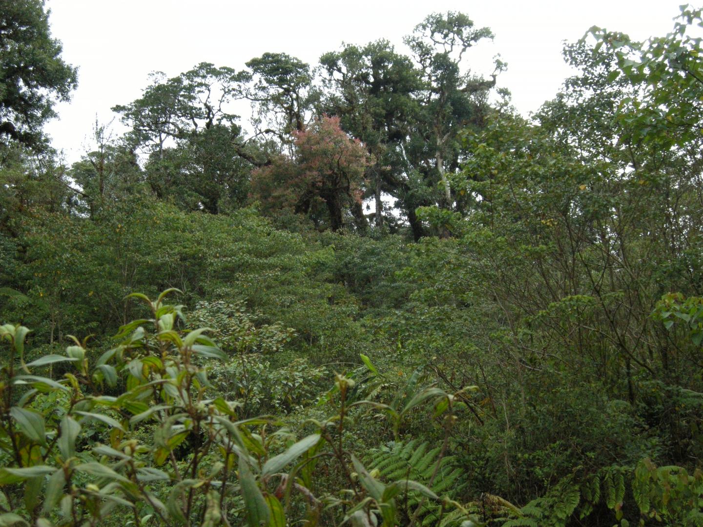 Collection of New Bird Species Discovered on Small Wallacean Islands (1 of 8)