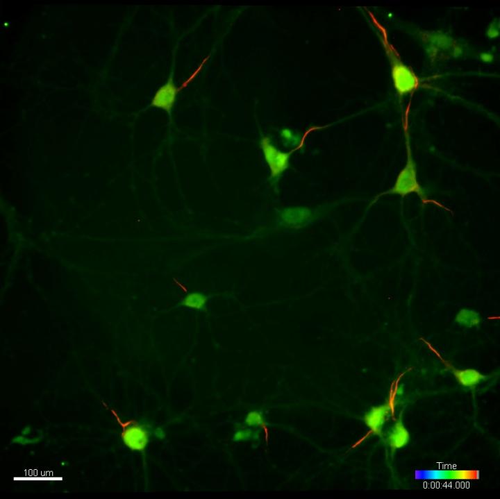 Fluorescent Labeling [IMAGE] EurekAlert! Science News Releases