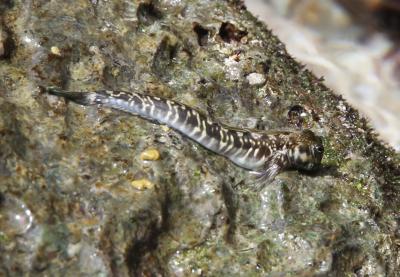 A Pacific Leaping Blenny