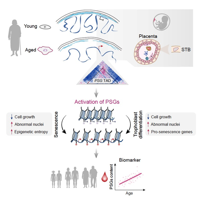 Aberrant activation of developmentally restricted genes caused by large-scale epigenome remodeling is a driver of human stem cell aging