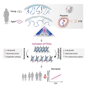 Aberrant activation of developmentally restricted genes caused by large-scale epigenome remodeling is a driver of human stem cell aging