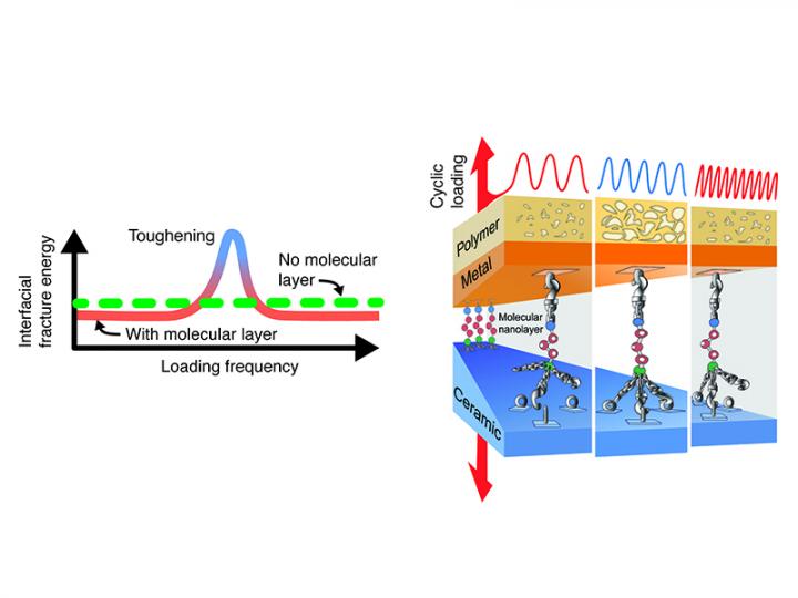 Frequency-Dependent Toughening