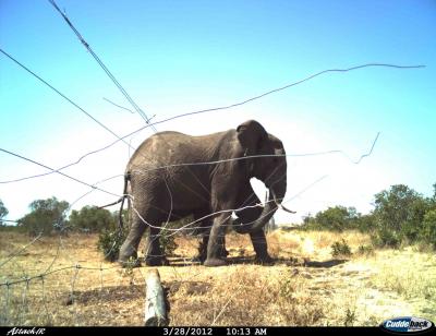 Elephant and Fence