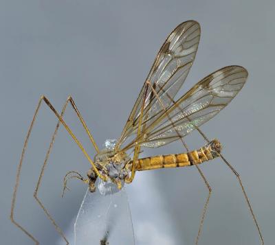 <I>Tipula recondita</I>