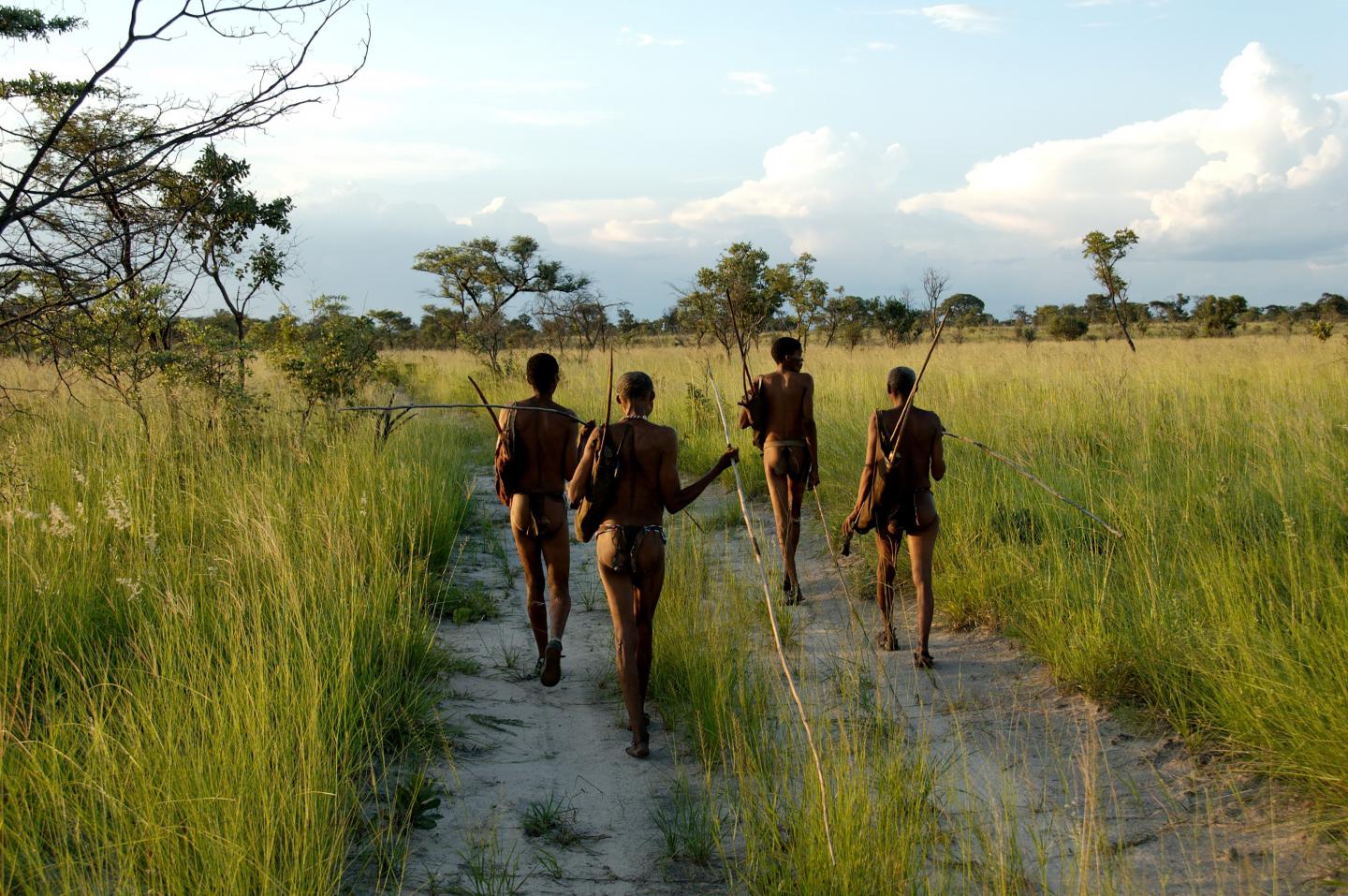 Members of the Ju:'hoansi Tribe Foraging in North/Western Namibia