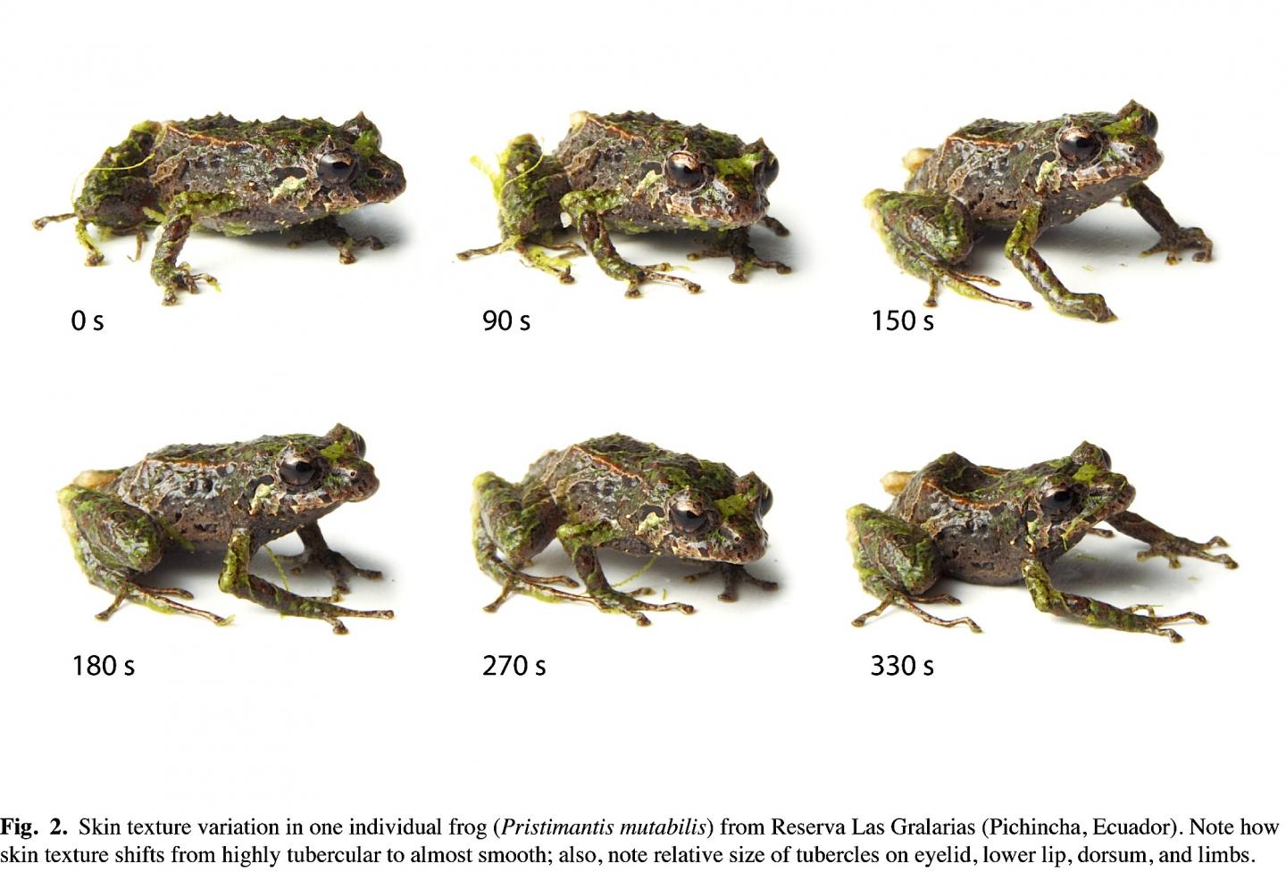 A Shape-Shifting Frog Found in the Andes
