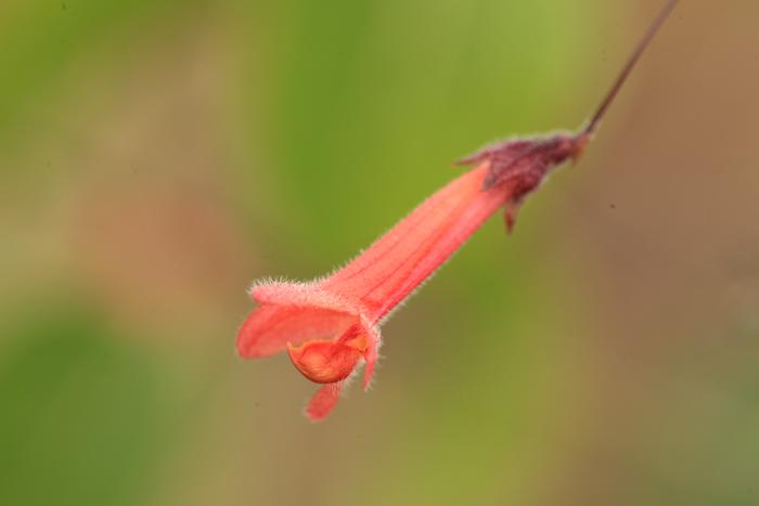 Hypenea macrantha flower in the wild