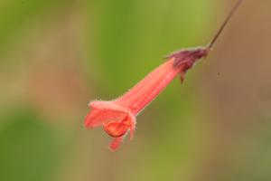 Hypenea macrantha flower in the wild