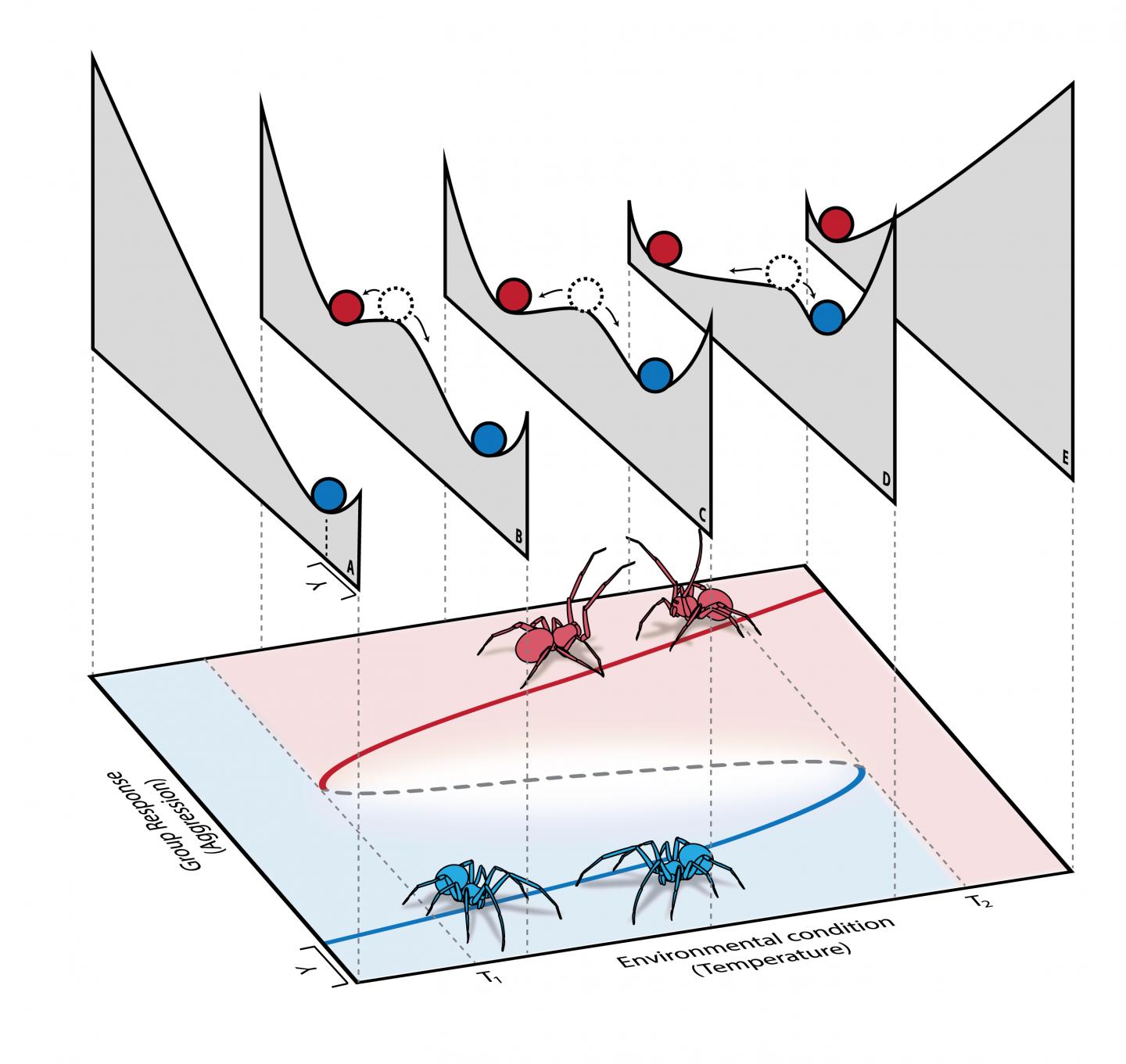 Bifurcation with Hysteresis in Social Spiders