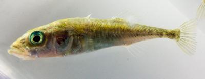 Mutation Halts Pelvic Growth in Fish (3 of 4)