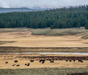 A 2000-year record of fecal biomarkers reveals past herbivore presence and impacts in a catchment in northern Yellowstone National Park, USA