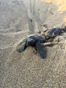 Loggerhead hatchlings emerging