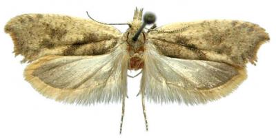 <i>Ypsolopha straminella</i>