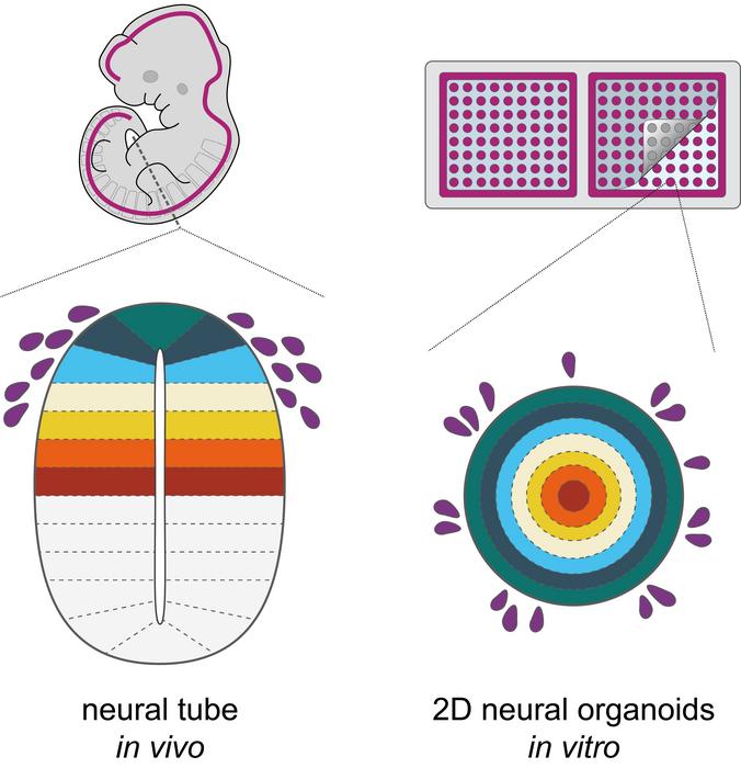 schematic overview