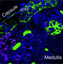 The Microscopic Image