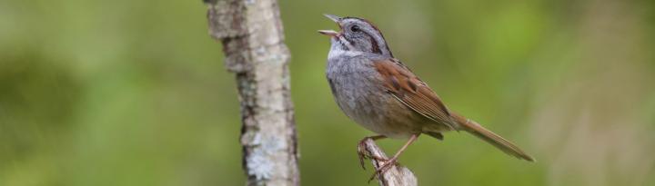 Swamp Sparrow 