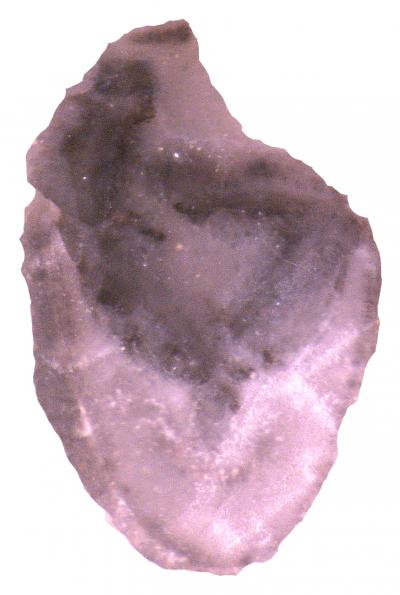 Athenacrinus Cross Section