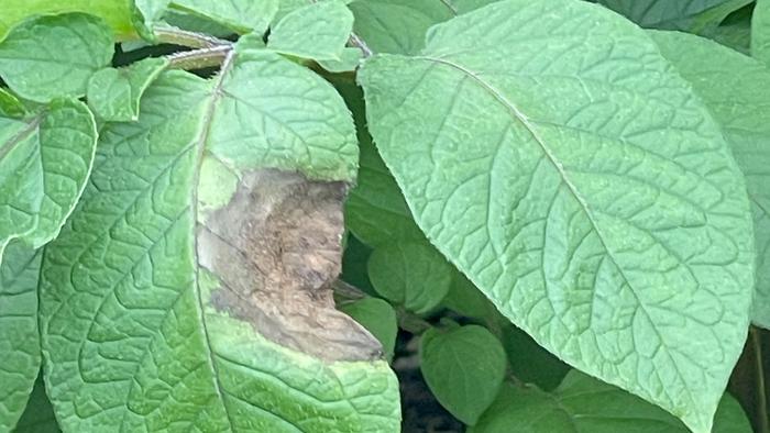 Irish potato famine pathogen still affects plants.