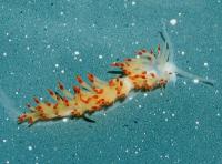 New Sea Slug: <i>Flabellina goddardi</i>