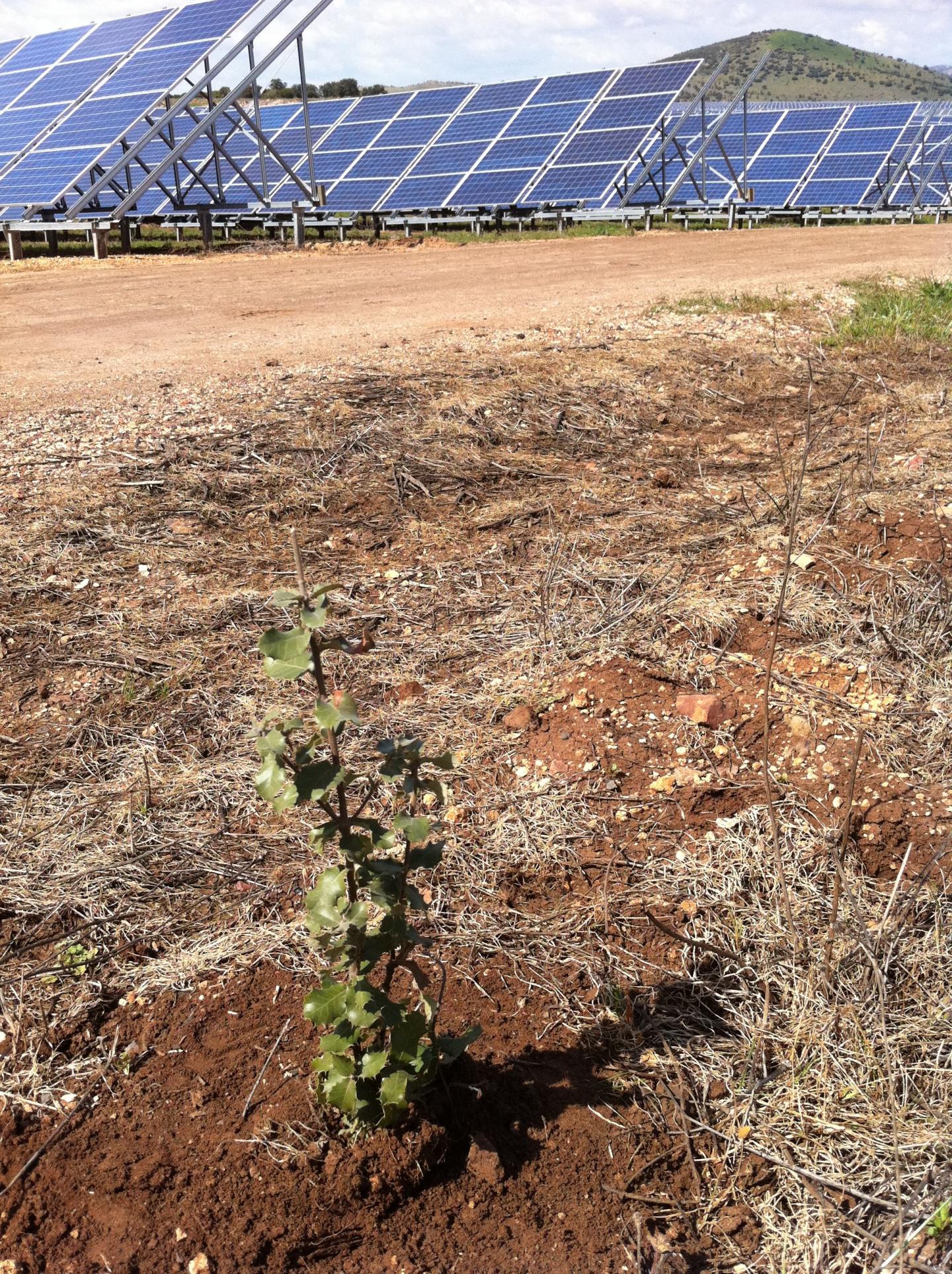 USSE in Shrubland and Scrubland