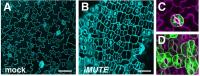MUTE is important for the development of stomata
