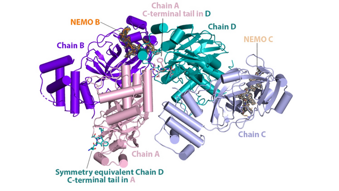 The  NF-κB Essential Modulator (NEMO)