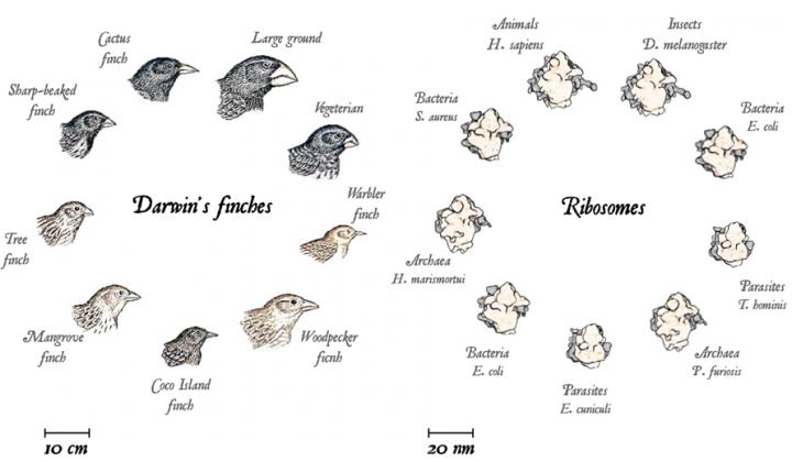Macro- and Microevolution, from the Beaks of Finches to Ribosomes