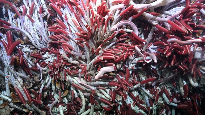 A large cluster of tubeworms at Fava Flow Suburbs.