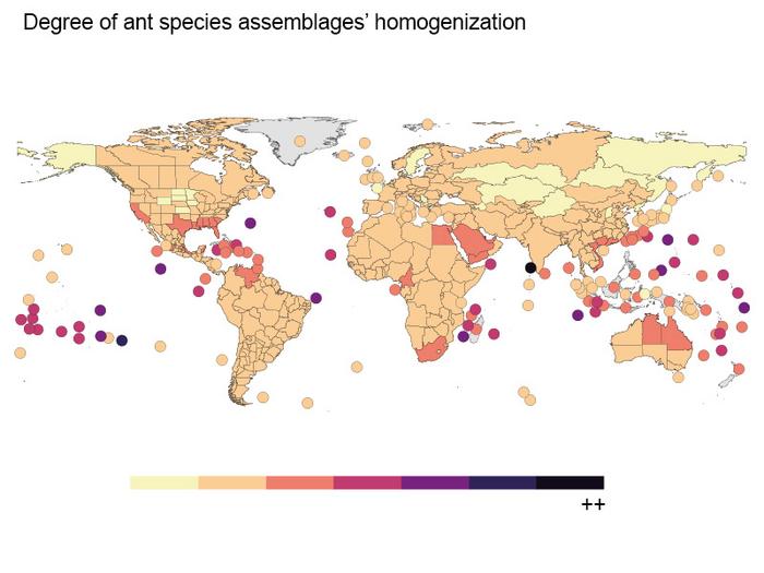 Degree of ant species assemblages’ homogenization