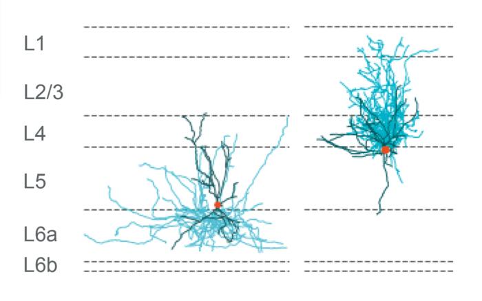 Sst Neuron Connectivity