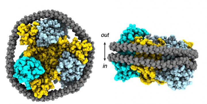 The Aspartate Transporter in a Nanodisc