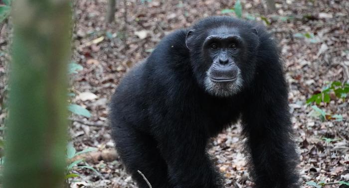 Male chimpanzee from one of the groups tracked for the study.