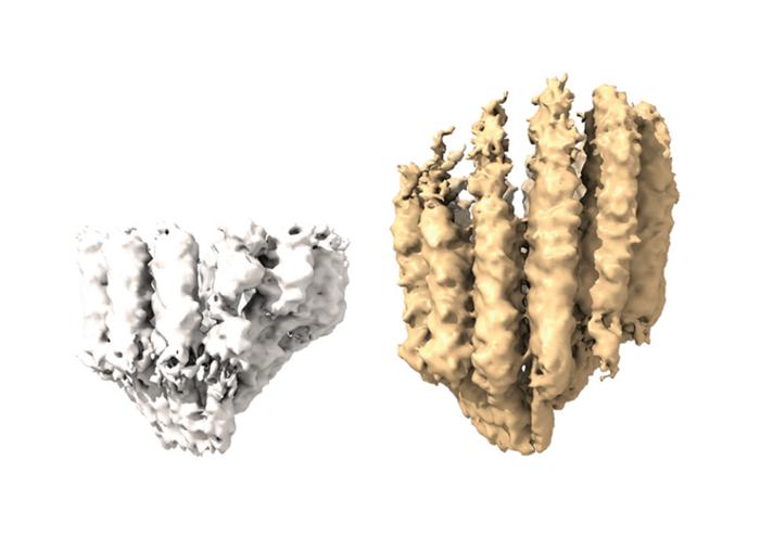 Microtubule nucleation before and after gamma-TuRC closes