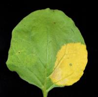 Tobaco Leaf with Enhanced Carotenoid Storage