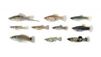 Evolutionary Biologists Find Several Fish Adapt in the Same Way to Toxic Water -- Photo 2