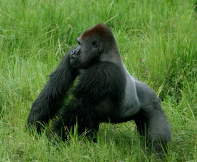 Gorilla Size Study (2 of 2)