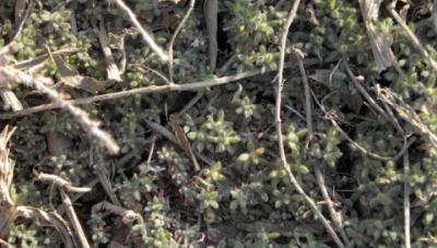 A Thick Mat of Kochia Seedlings Emerged during Early Spring in Greeley County, Kansas