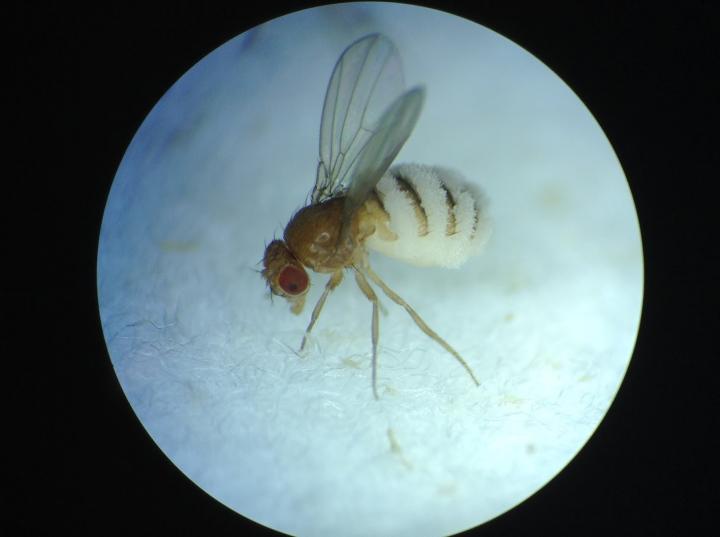 Infected Fruit Fly