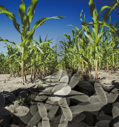 Maize and Microbes