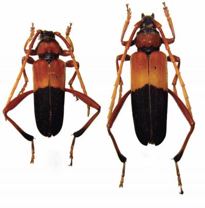 <i>Embrikstrandia vivesi</i>