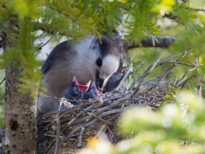 Gray Jay Feeding Chicks