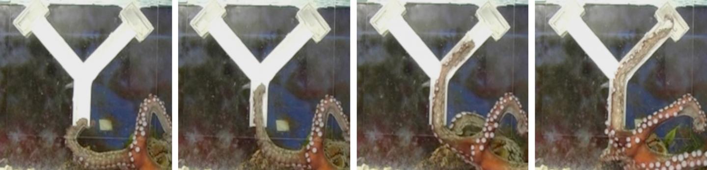 Right Or Left: An Octopus Directs Its Arm Straight To the Food