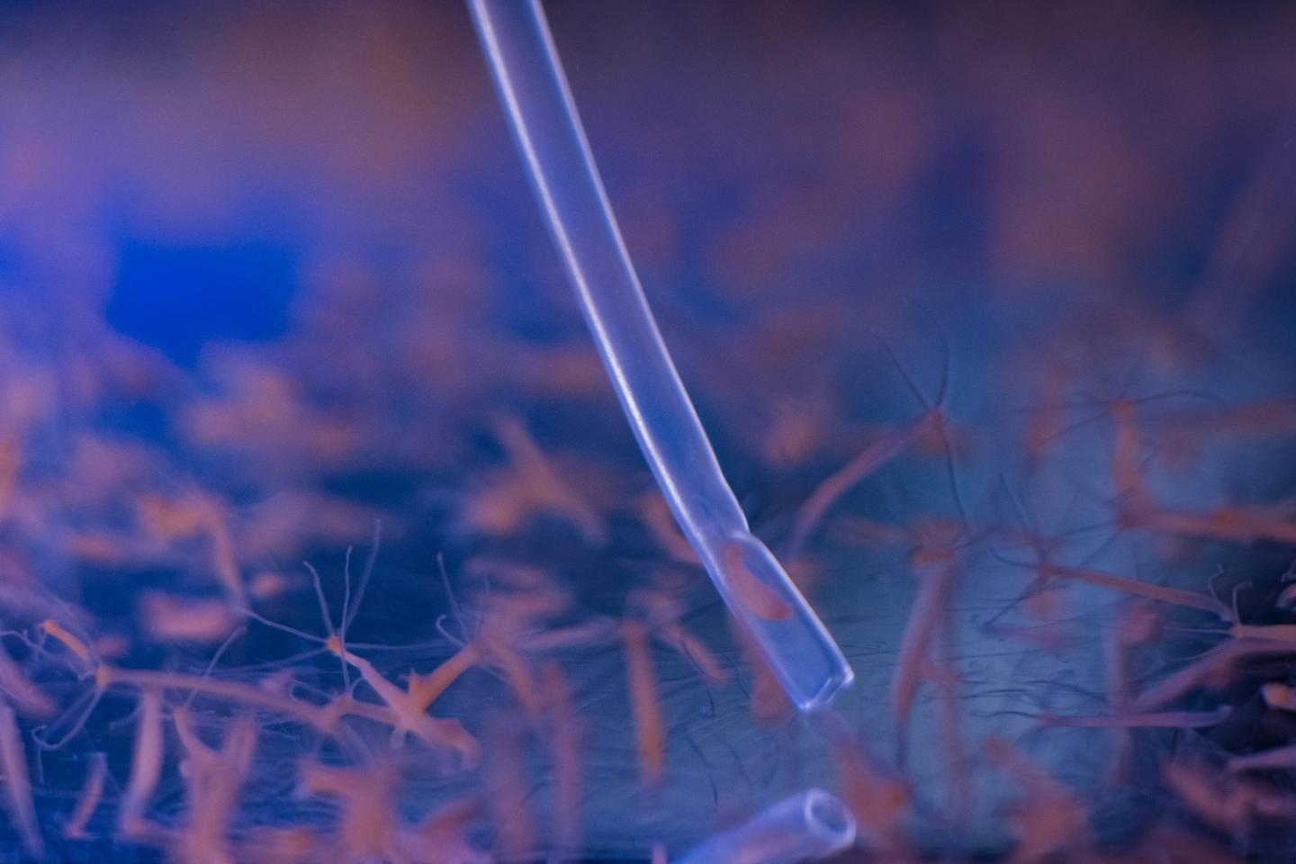 Hydra is Pulled into a Pipette