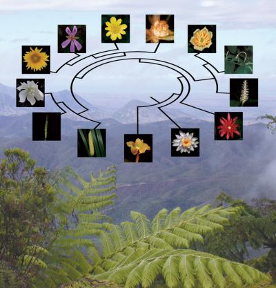 Evolutionary Tree for Flowering Plants